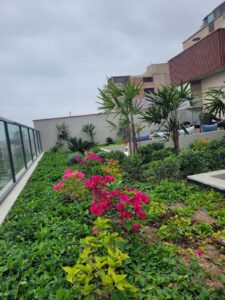 Los green roofs agregan elementos estéticos, como jardines y paisajes naturales, que embellecen edificios y mejoran la calidad visual de áreas urbanas.