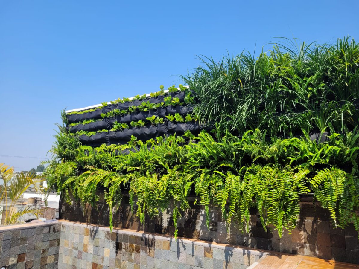 ¿Cómo cuidar tus plantas en verano?