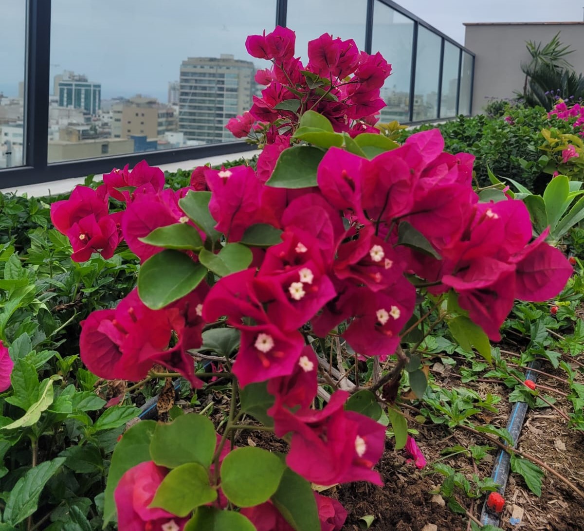 ¿Cómo cuidar tus plantas en primavera? Consejos  para esta temporada