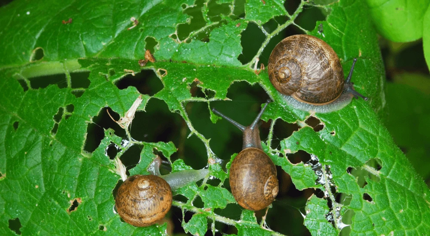 Los moluscos herbívoros encuentran en los techos verdes un hábitat ideal, pues son entornos frescos donde pueden alimentarse. 