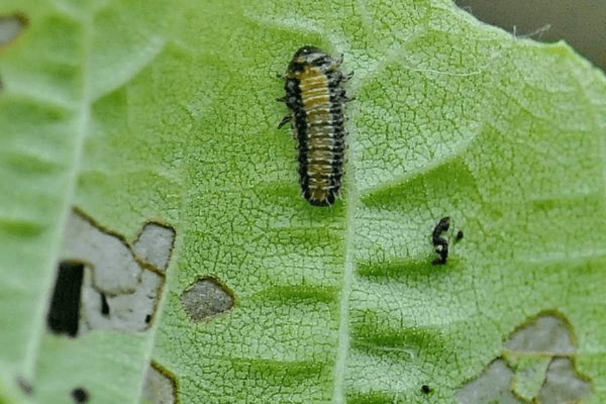 ¿Cómo combatir las plagas en tu techo verde?