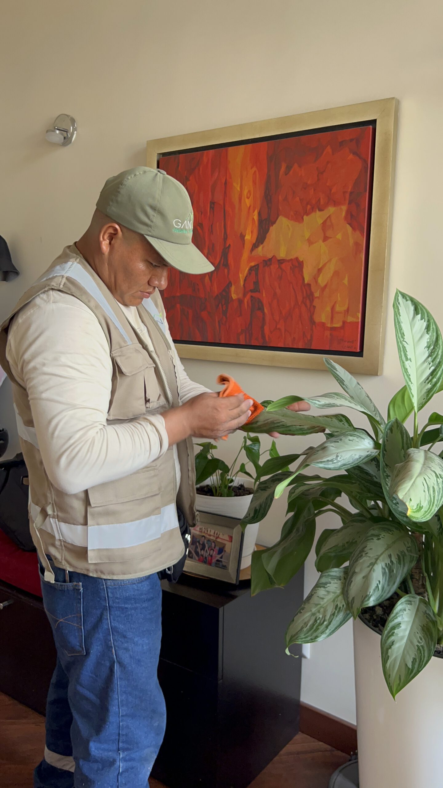 Retiro del polvo de las plantas como parte del mantenimiento.