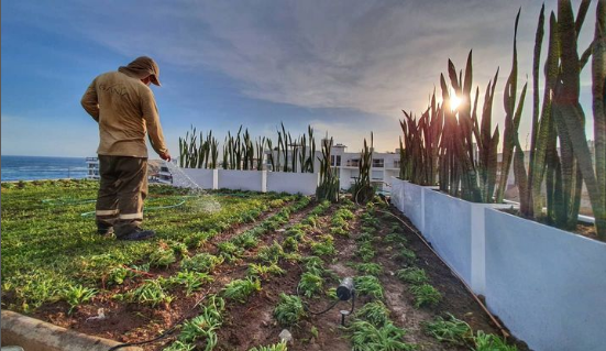 Jardines en los cielos! Que bello atardecer nos regalo este dia de entrega de Diseño e implementacion de Paisajismo frente al mar!